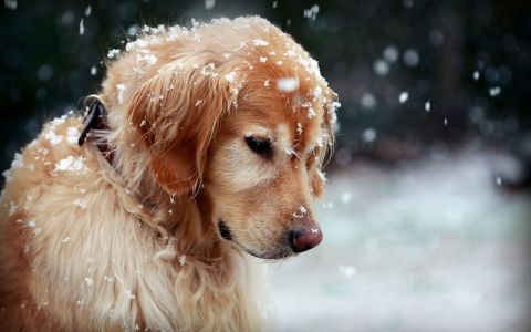 金毛犬高清电脑壁纸