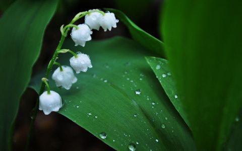 铃兰植物写真高清壁纸