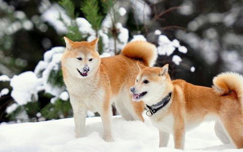 日本名犬秋田犬壁纸